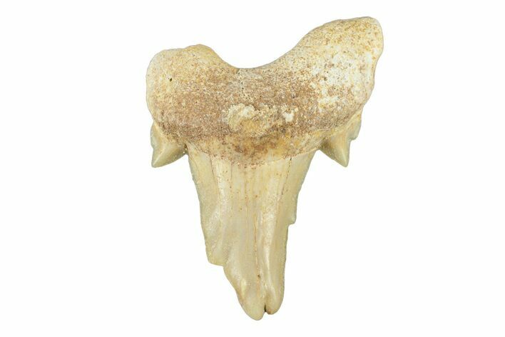 Pathological Otodus Shark Tooth - Morocco #252485